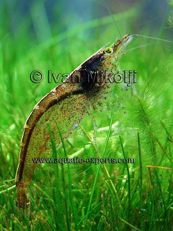 invertebrados para peceras